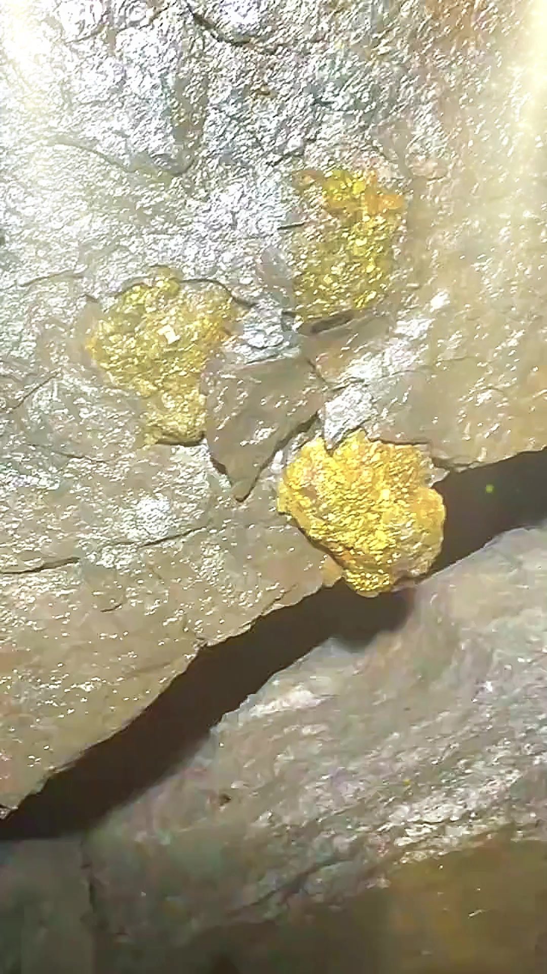 Gold-Mine
